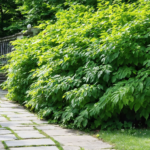 découvrez pourquoi une plante autrefois très appréciée dans les jardins européens est aujourd'hui interdite sur tout le continent et les raisons de ce changement majeur.